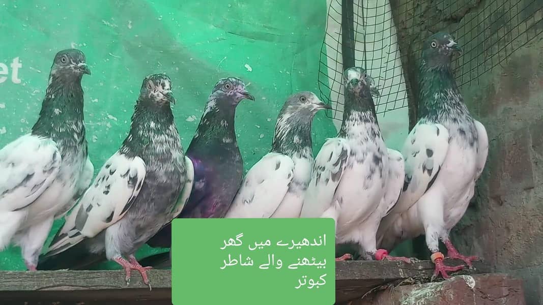 اے پلس کبوتر ہر لحاظ سے بہترین 2