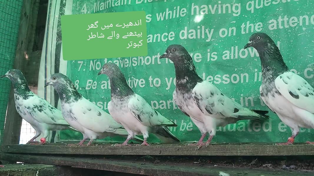 اے پلس کبوتر ہر لحاظ سے بہترین 3