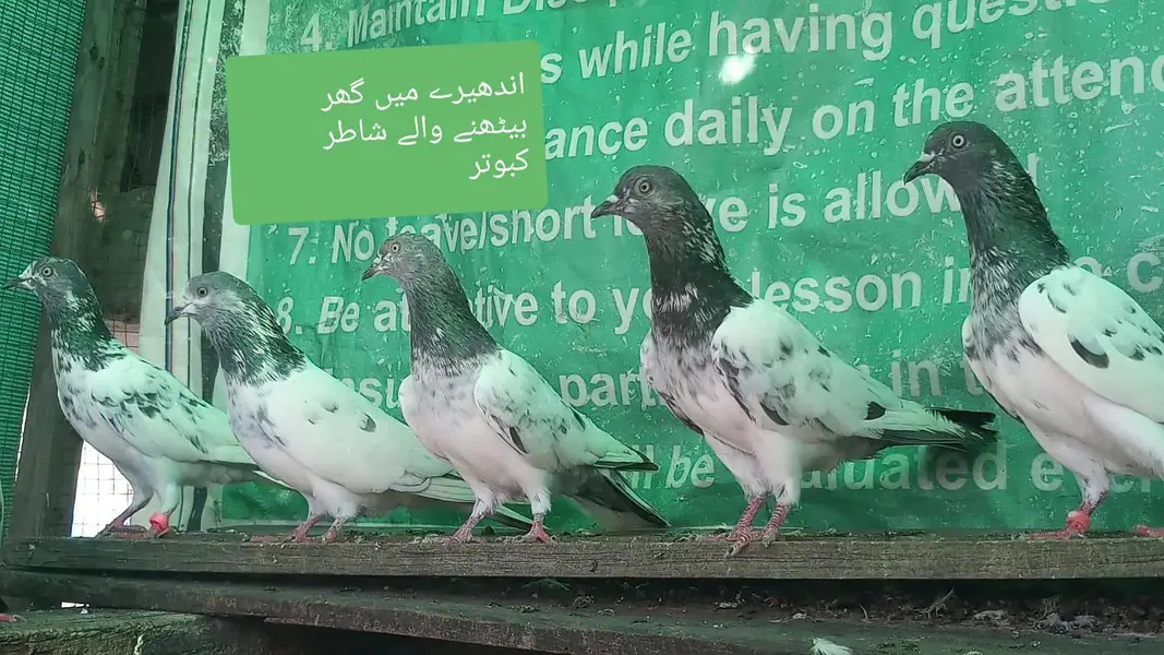 اے پلس کبوتر ہر لحاظ سے بہترین — photo 4