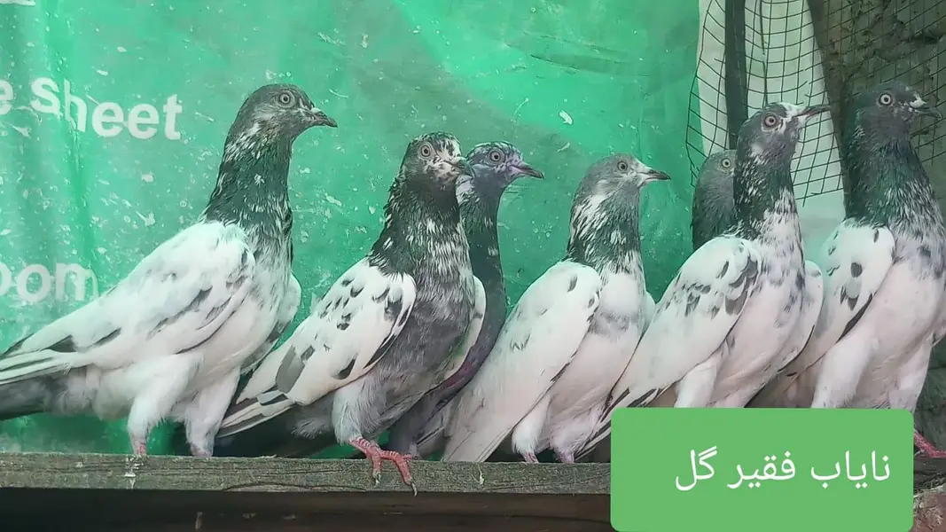 اے پلس کبوتر ہر لحاظ سے بہترین — photo 5