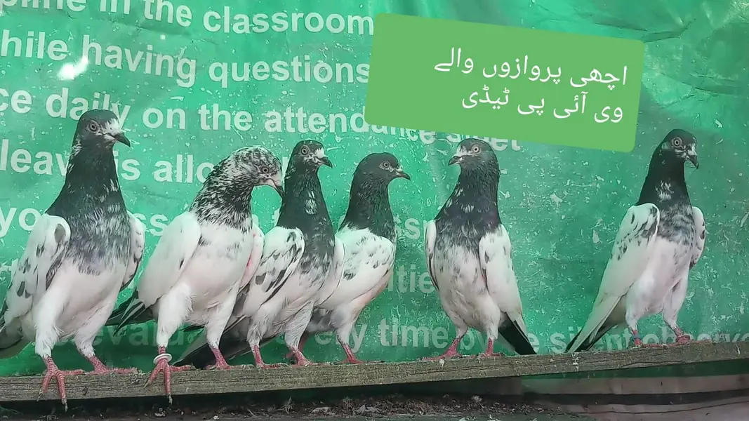 اے پلس کبوتر ہر لحاظ سے بہترین — photo 6