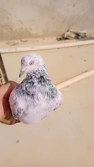 Pigeon 2 kabli males