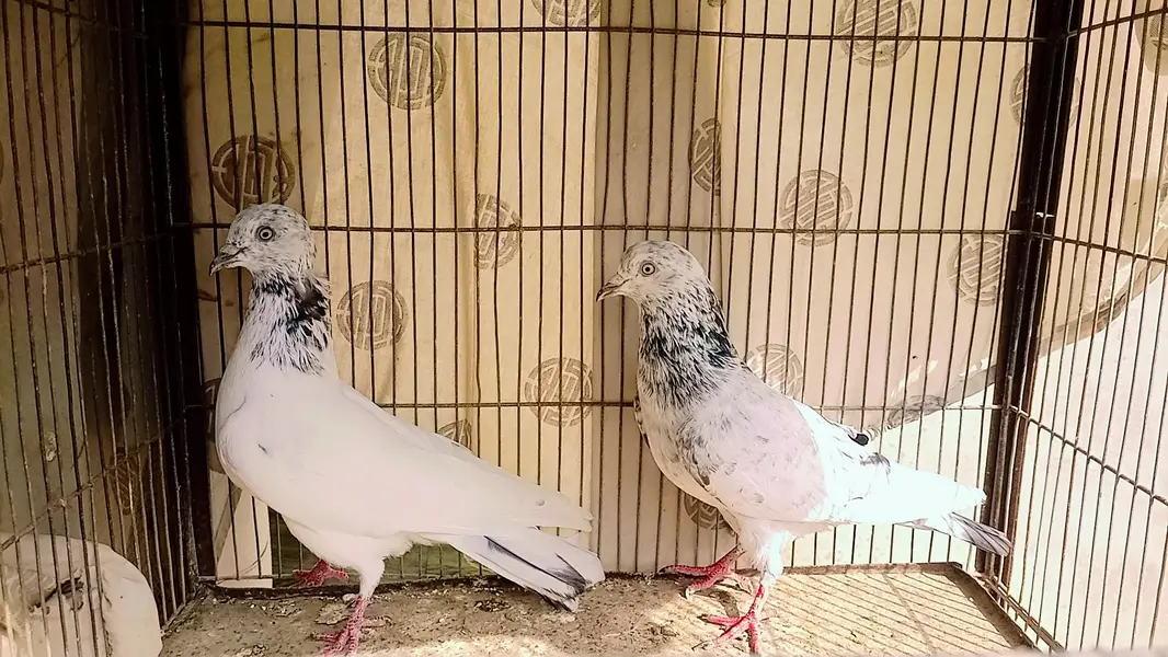 Pigeon 2 kabli males — photo 3