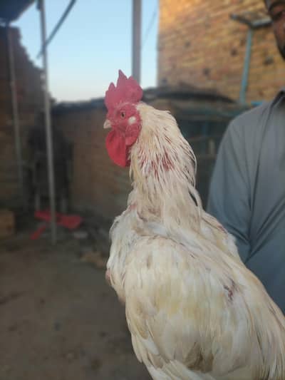 White Pura Aseel Bengum Urgent for sale