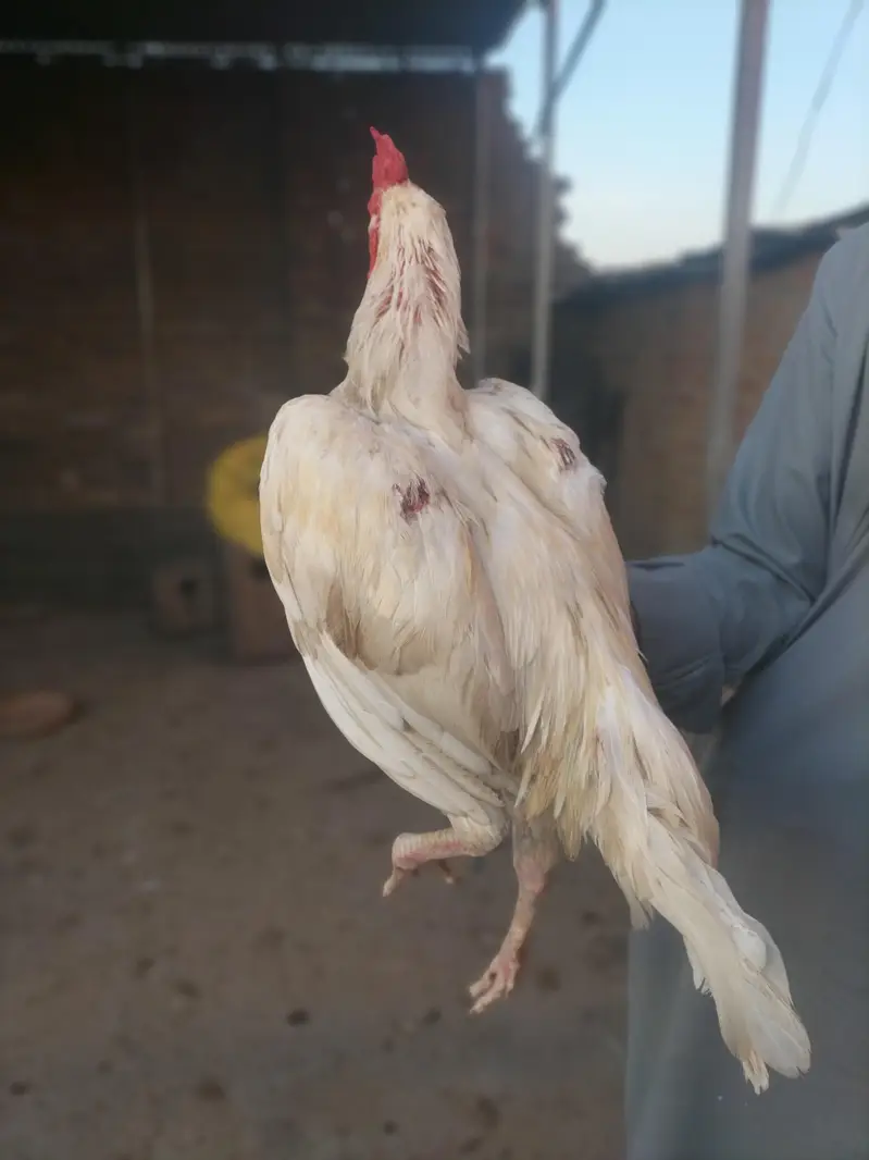 White Pura Aseel Bengum Urgent for sale — photo 2