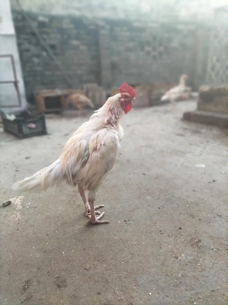 White Pura Aseel Bengum Urgent for sale — photo 3