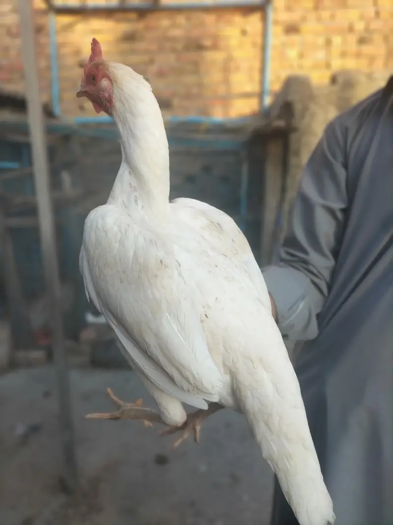 White Pura Aseel Bengum Urgent for sale — photo 4