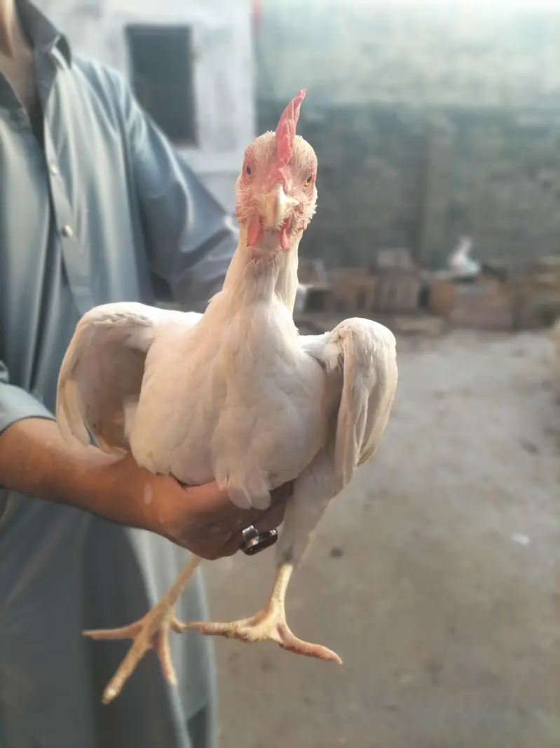 White Pura Aseel Bengum Urgent for sale — photo 5