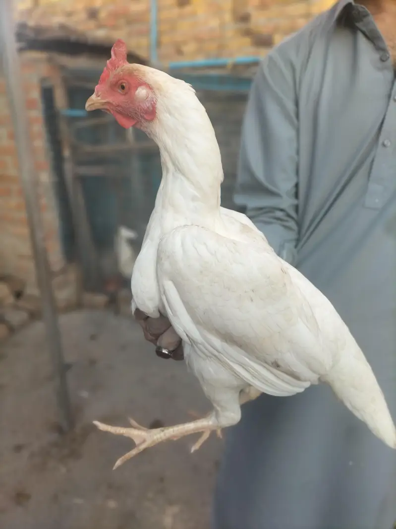 White Pura Aseel Bengum Urgent for sale — photo 6