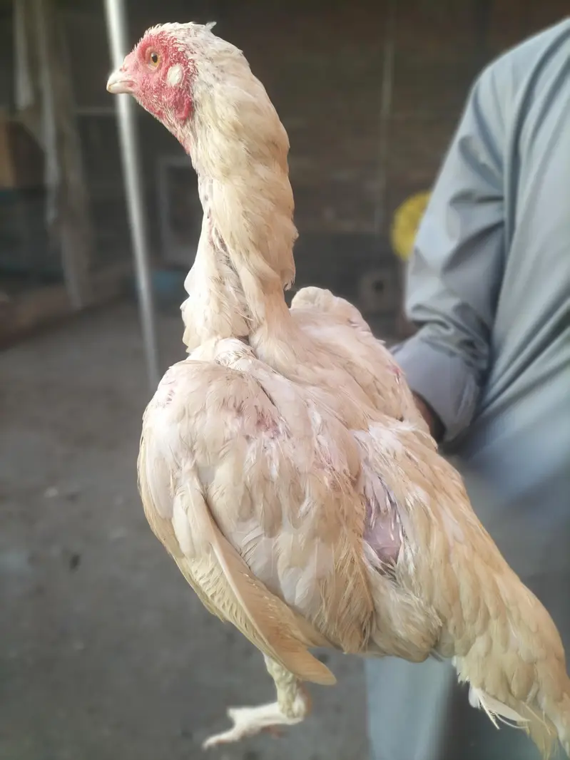 White Pura Aseel Bengum Urgent for sale — photo 7