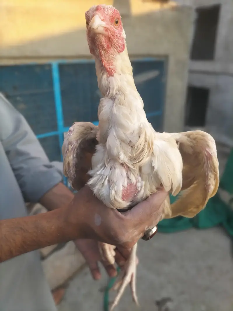 White Pura Aseel Bengum Urgent for sale — photo 8