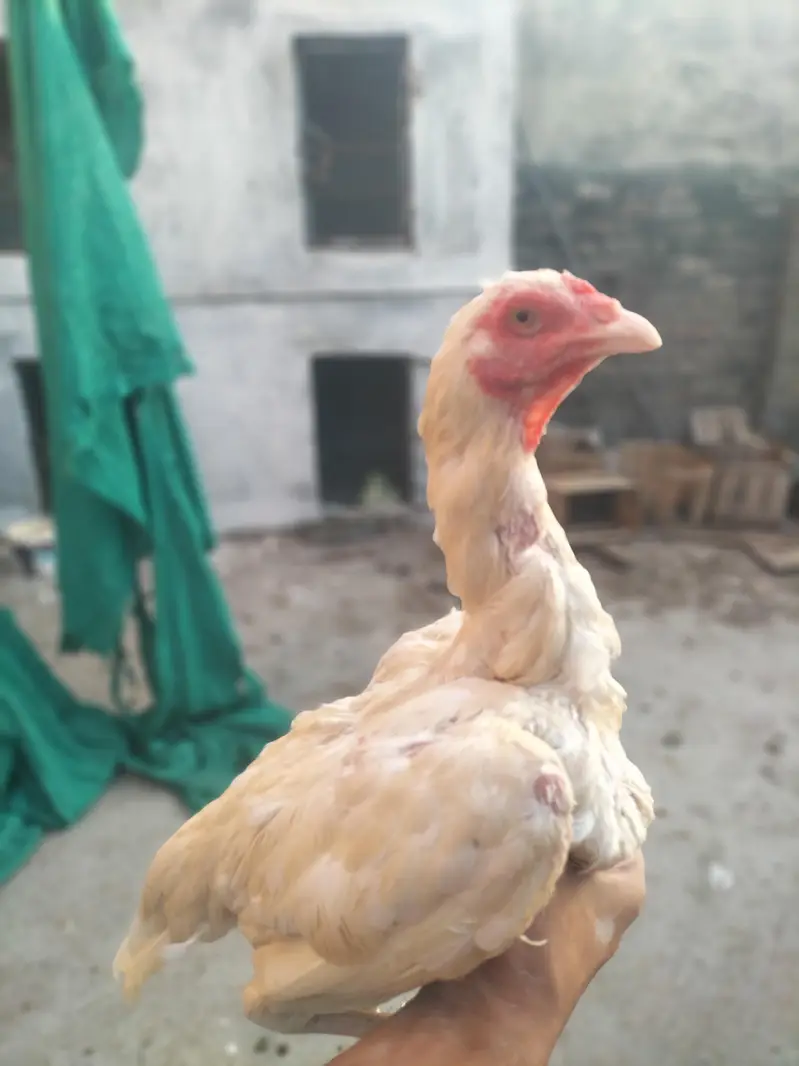 White Pura Aseel Bengum Urgent for sale — photo 9