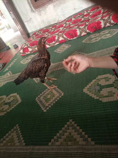 majboori ha bohat achi morghi ha 03135092772
