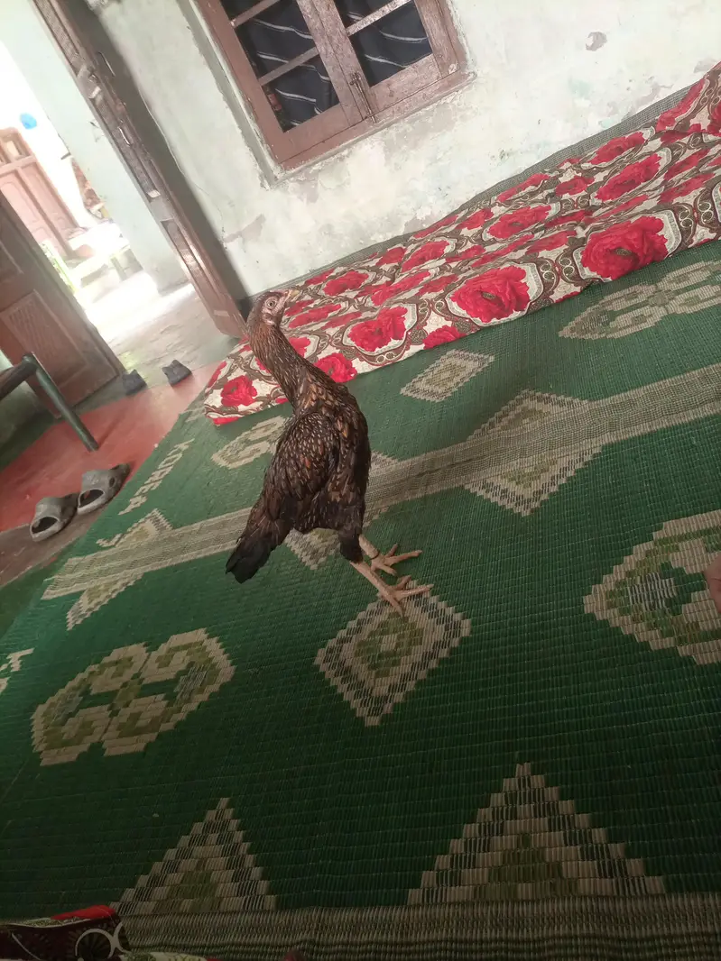 majboori ha bohat achi morghi ha 03135092772 — photo 2