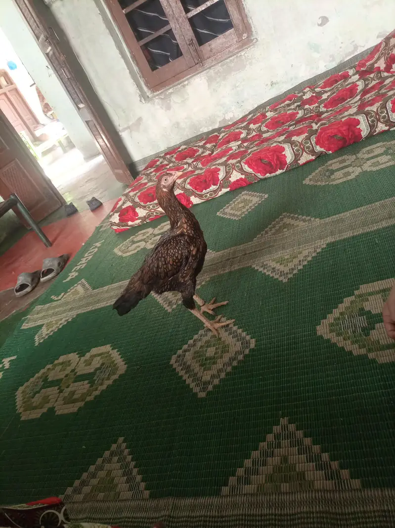 majboori ha bohat achi morghi ha 03135092772 — photo 3