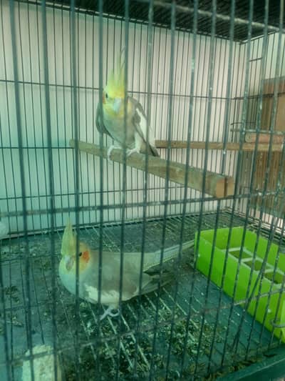 Breader Pair Cockatiel