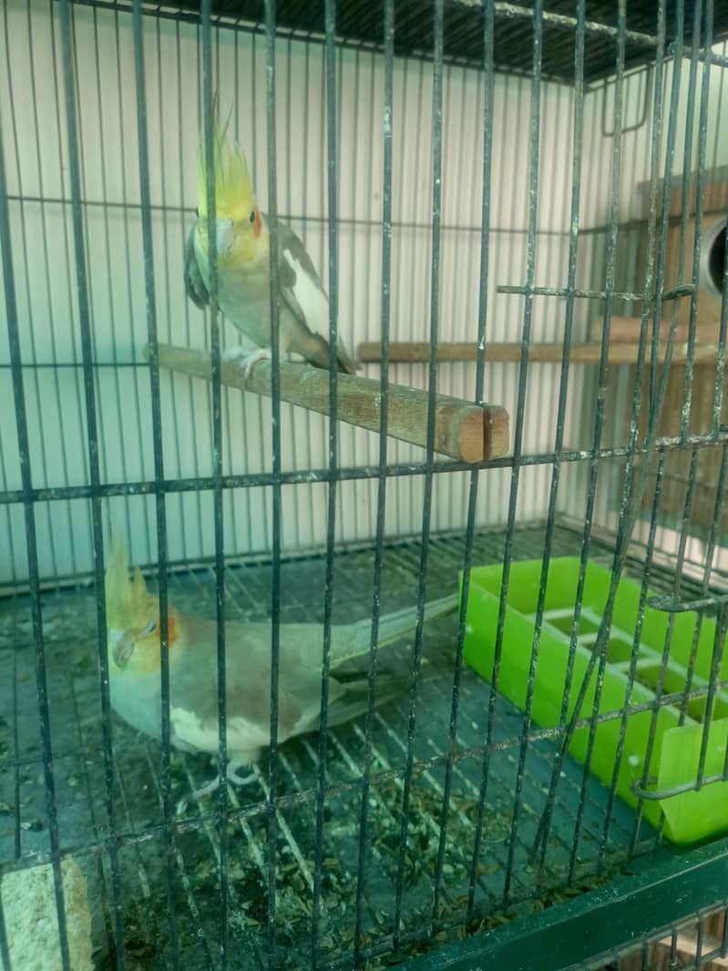 Breader Pair Cockatiel 1