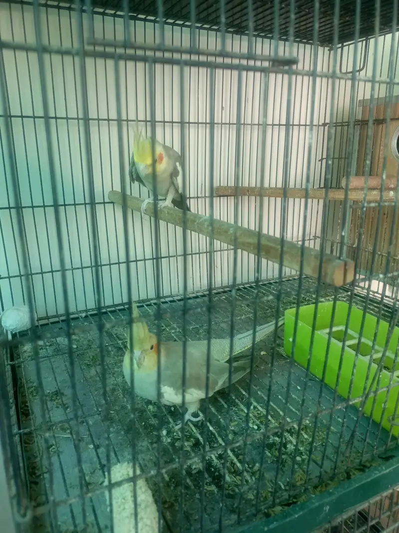 Breader Pair Cockatiel — photo 3