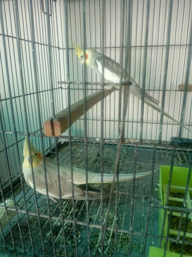Breader Pair Cockatiel 3