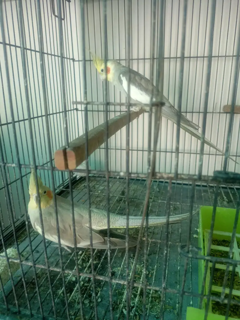 Breader Pair Cockatiel — photo 4