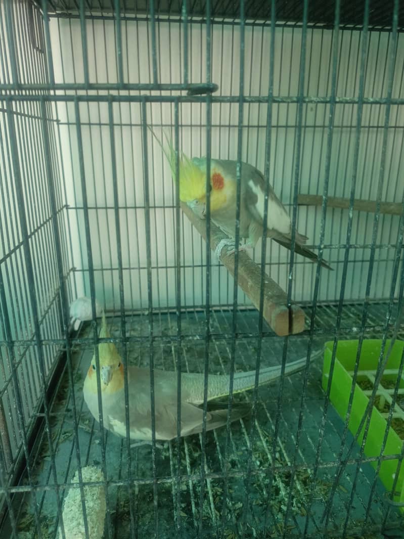 Breader Pair Cockatiel 4