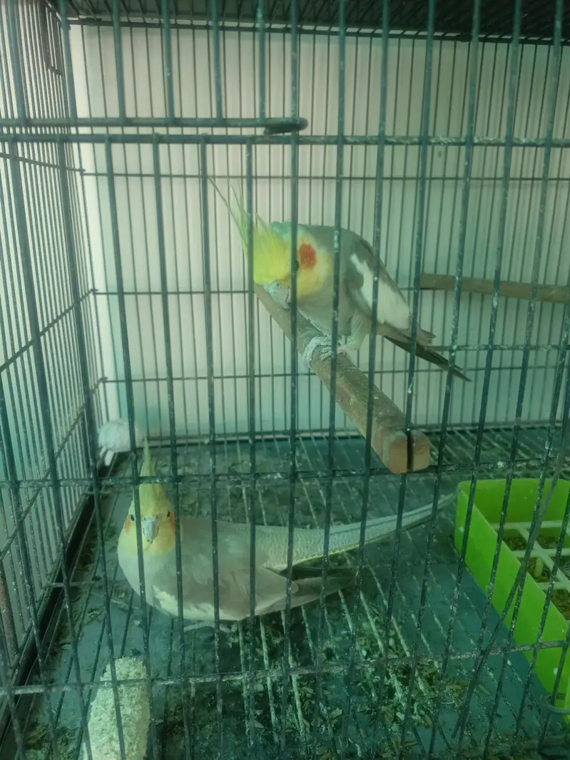 Breader Pair Cockatiel — photo 5