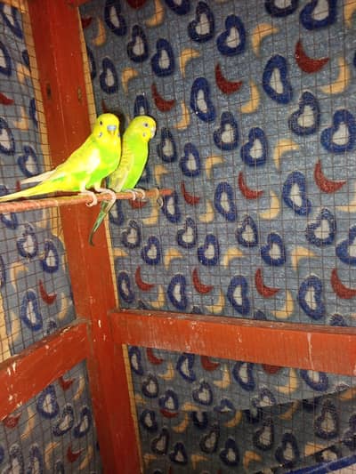 Australian parrot breeder