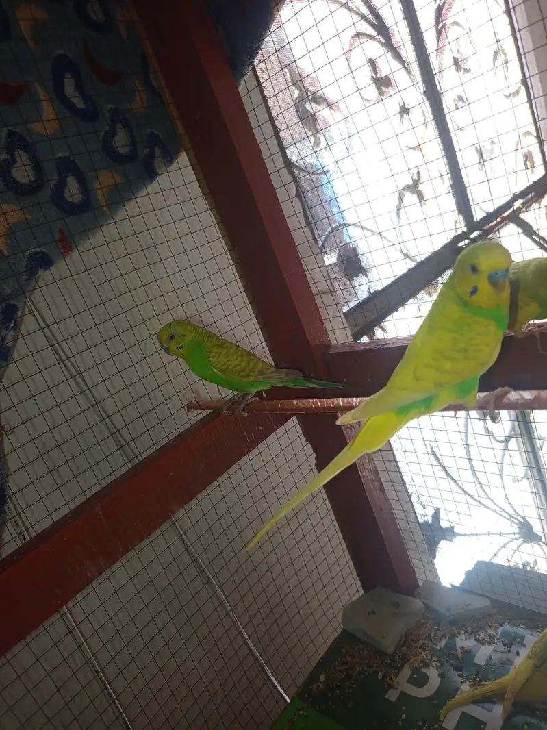 Australian parrot breeder — photo 2