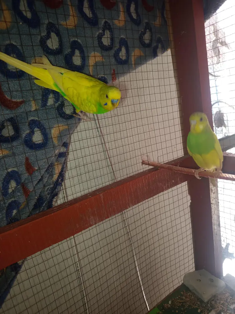 Australian parrot breeder — photo 3