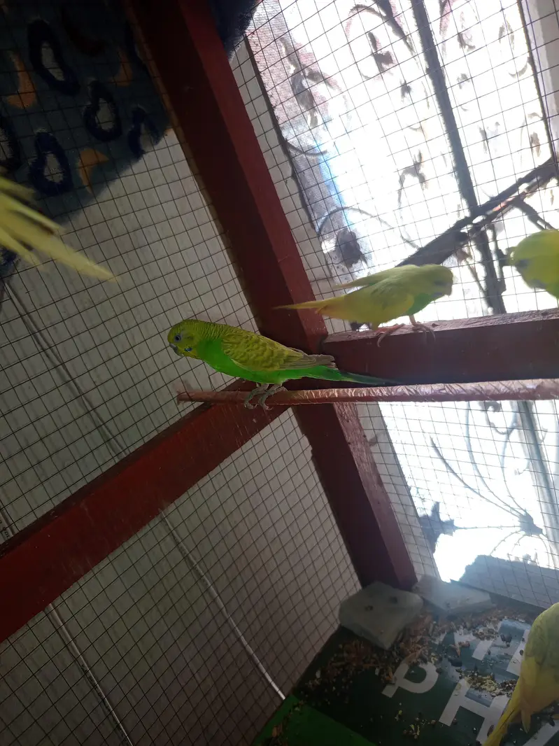 Australian parrot breeder — photo 4