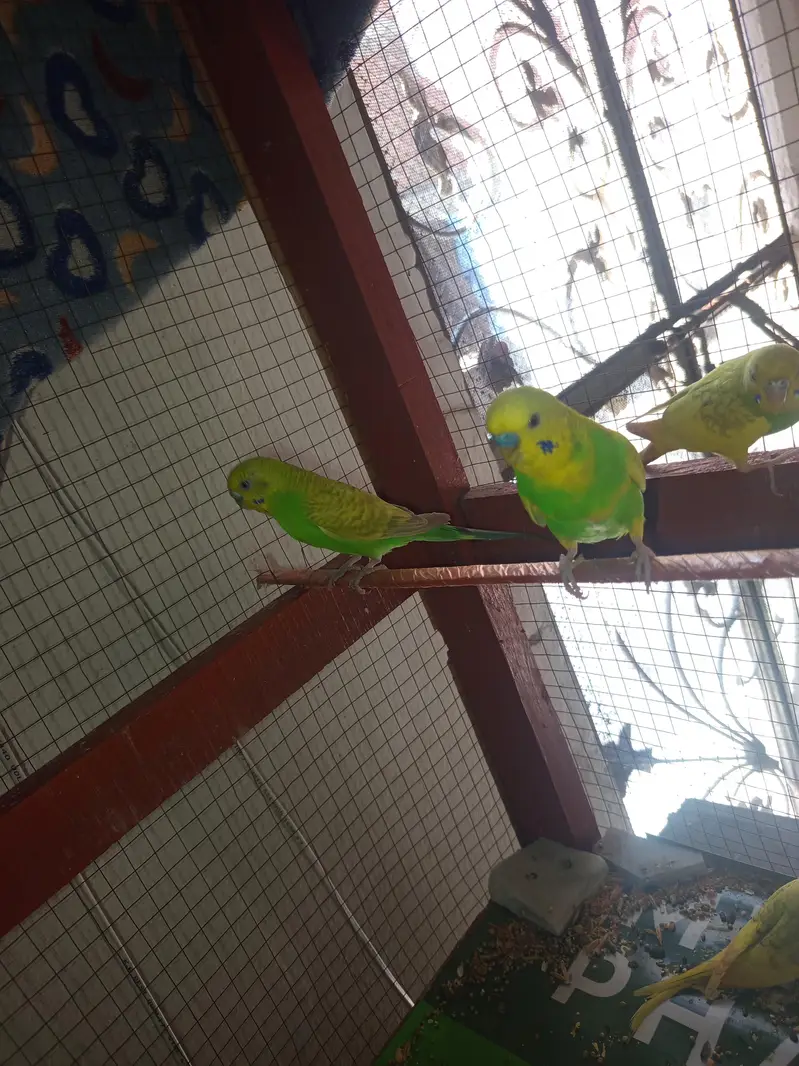Australian parrot breeder — photo 5