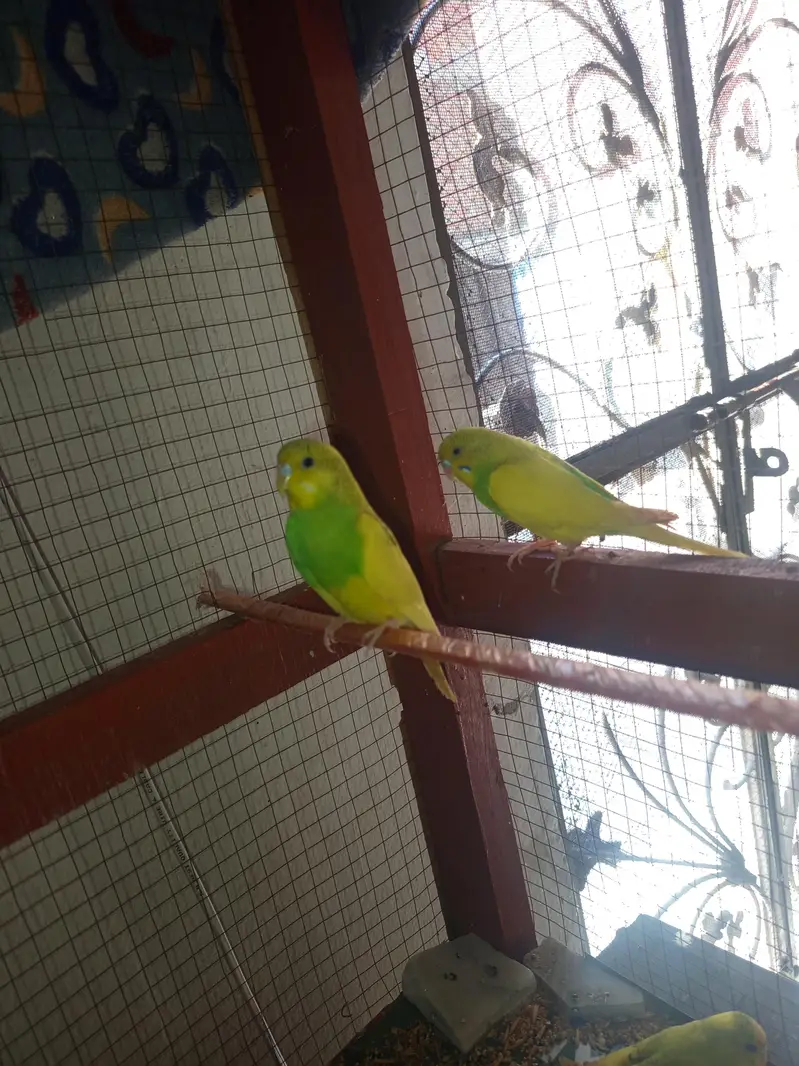 Australian parrot breeder — photo 6