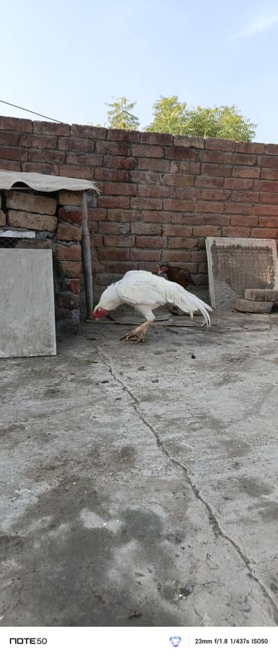 Aseel murga for sale