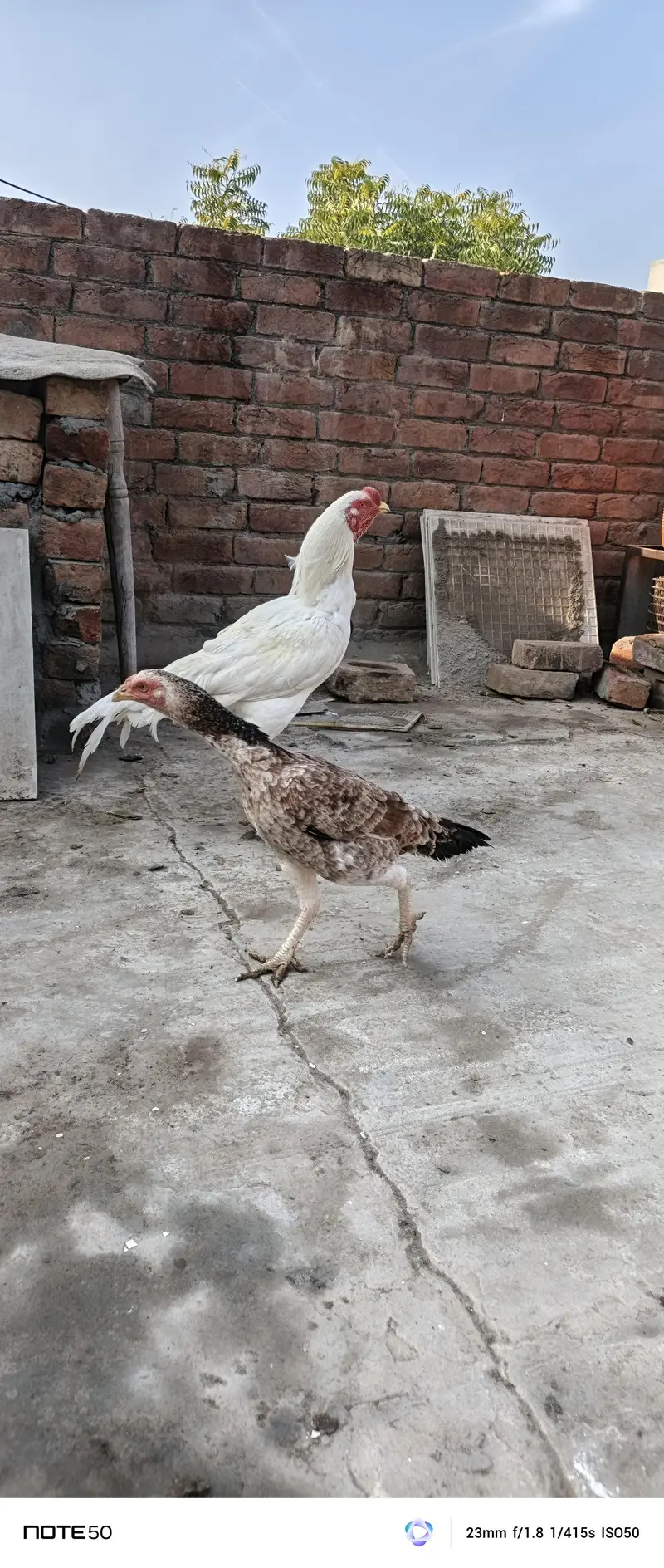Aseel murga for sale — photo 2