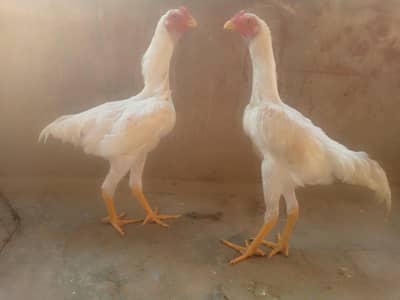2 White shamo Aseel