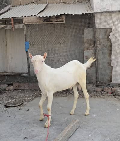 top quality gulabi teddy bakra goat teda [bakri breeder)