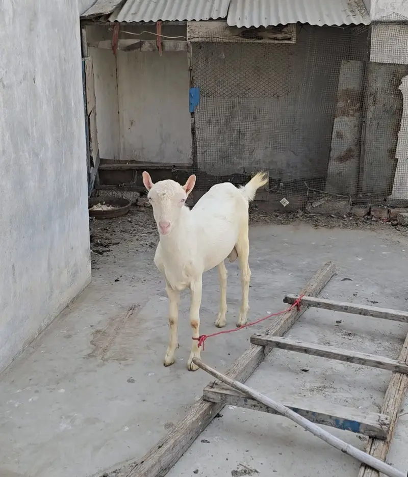 top quality gulabi teddy bakra goat teda [bakri breeder) — photo 2