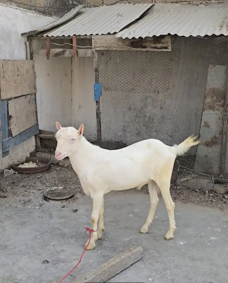 top quality gulabi teddy bakra goat teda [bakri breeder) — photo 3
