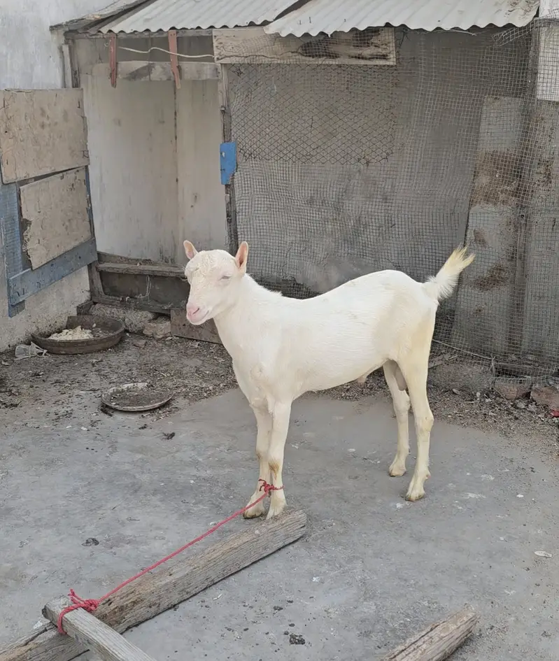 top quality gulabi teddy bakra goat teda [bakri breeder) — photo 4