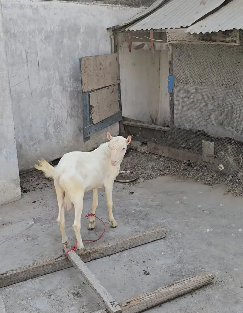 top quality gulabi teddy bakra goat teda [bakri breeder) — photo 5