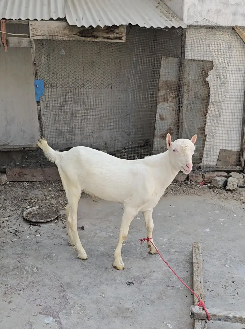 top quality gulabi teddy bakra goat teda [bakri breeder) — photo 6