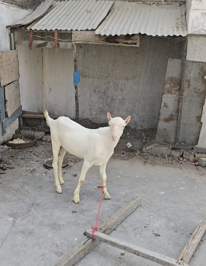 top quality gulabi teddy bakra goat teda [bakri breeder) — photo 7