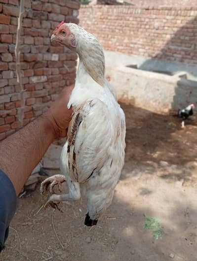 Aseel White Jawa Female