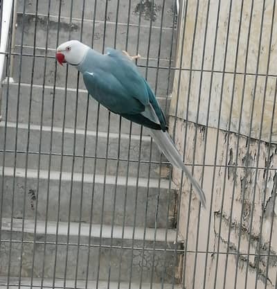 Blue ct male