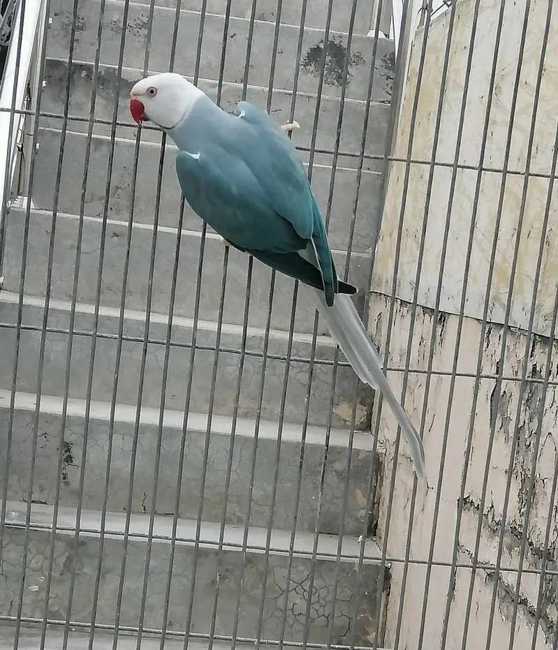 Blue ct male — photo 2
