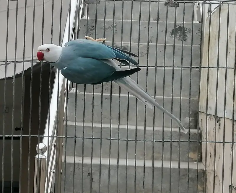 Blue ct male — photo 3