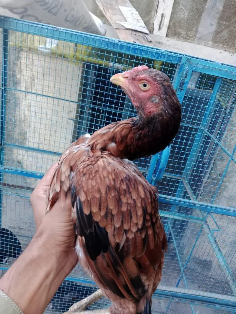 صیل مرغیاں گھر کی پلی ہوئی بہترین مرغیاں پٹی پٹے — photo 3