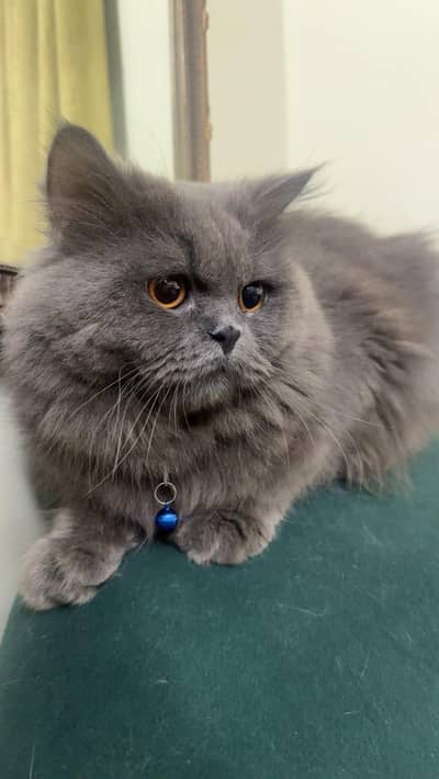 Persian Grey Male Doll Face