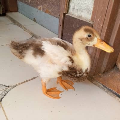 Indian Runner duck 5 months home Grown