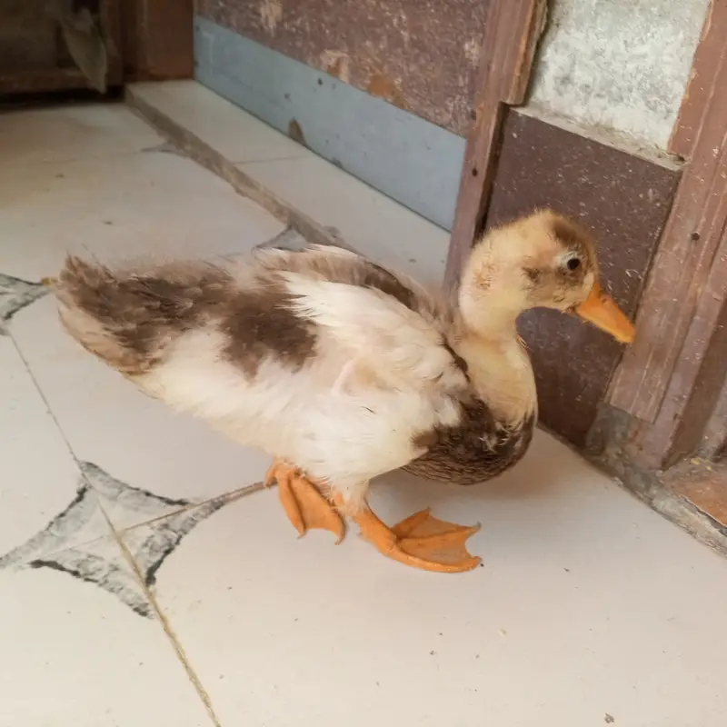Indian Runner duck 5 months home Grown — photo 2